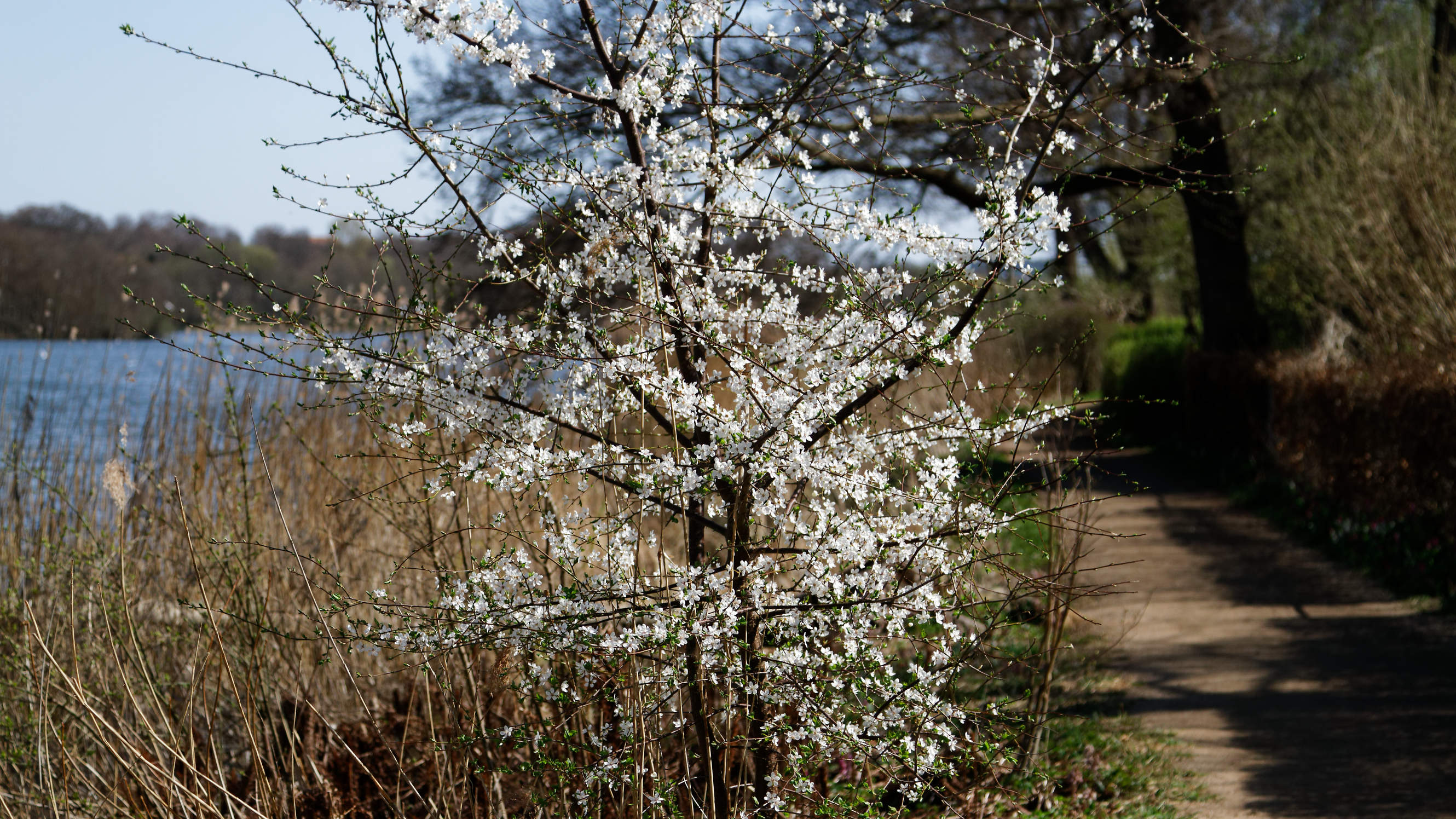 20210420 Lyngby Sø 77